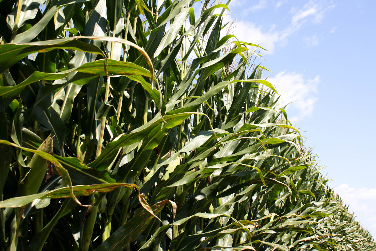 corn-growing